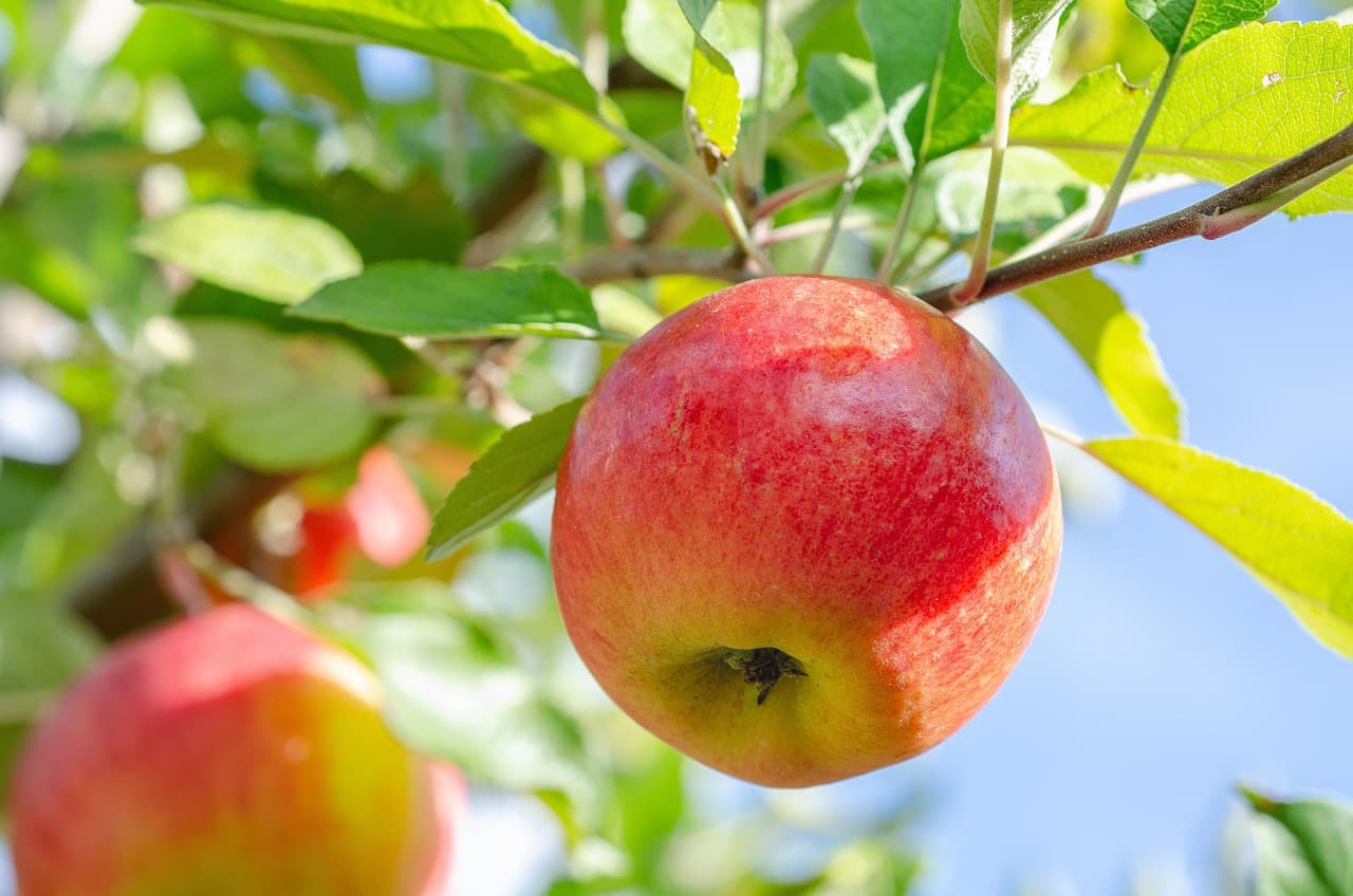 Apple from the garden