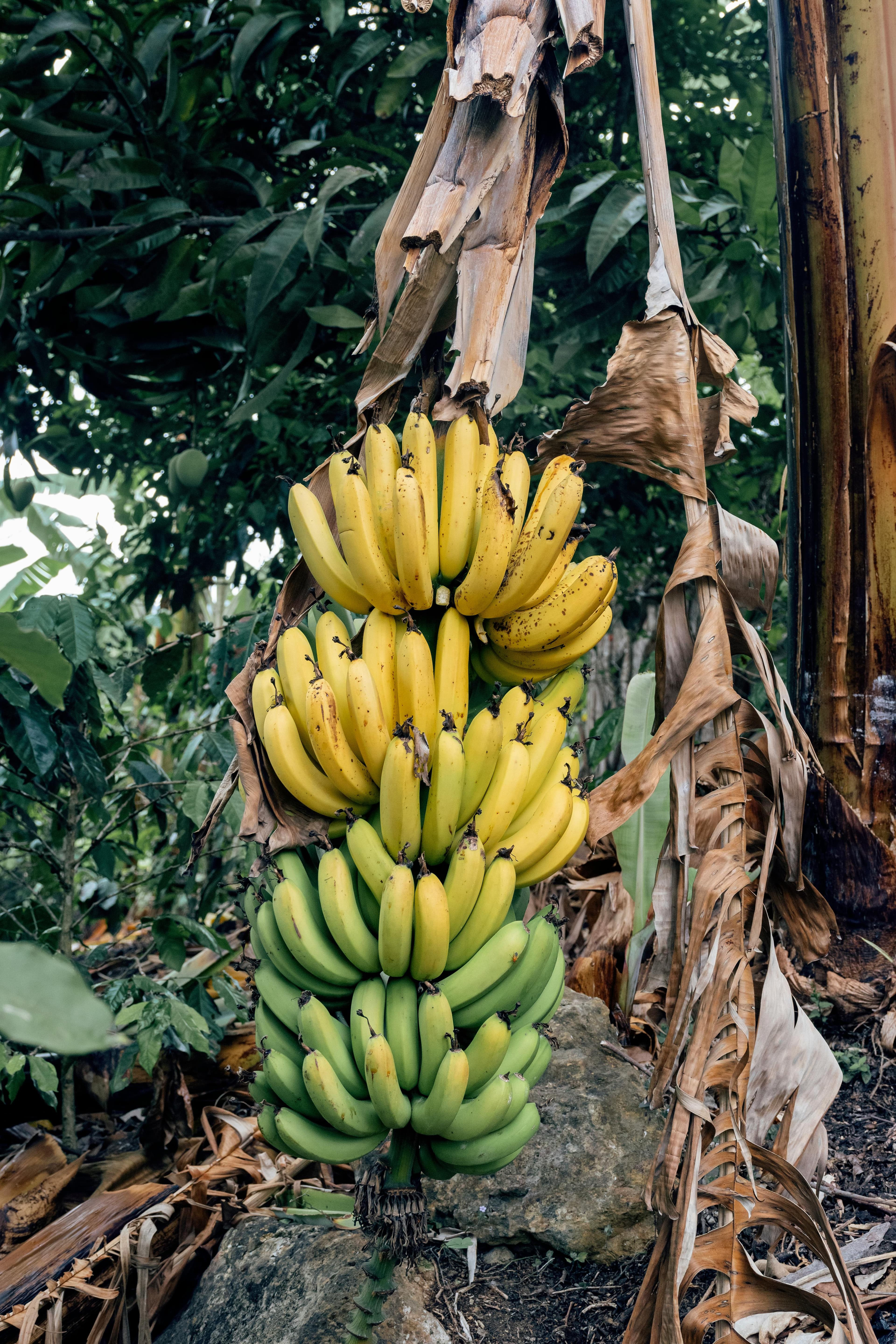 Bananas